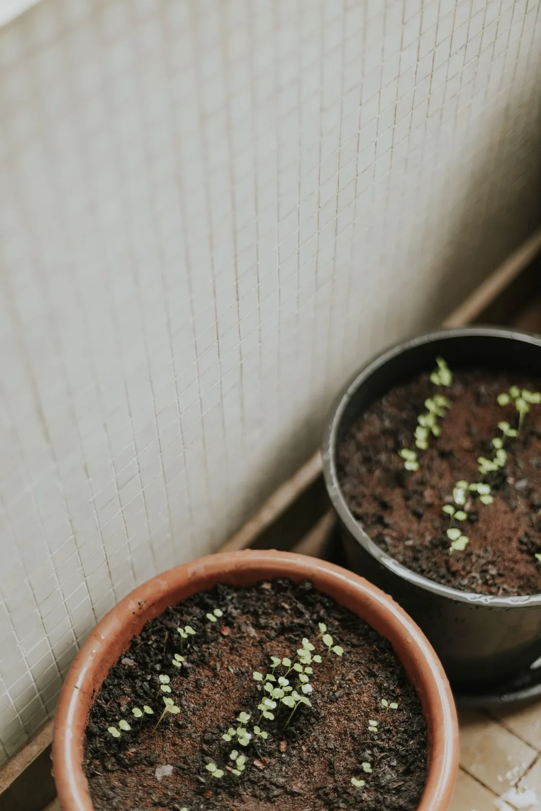 Young seedlings emerge from soil in indoor plant pots.