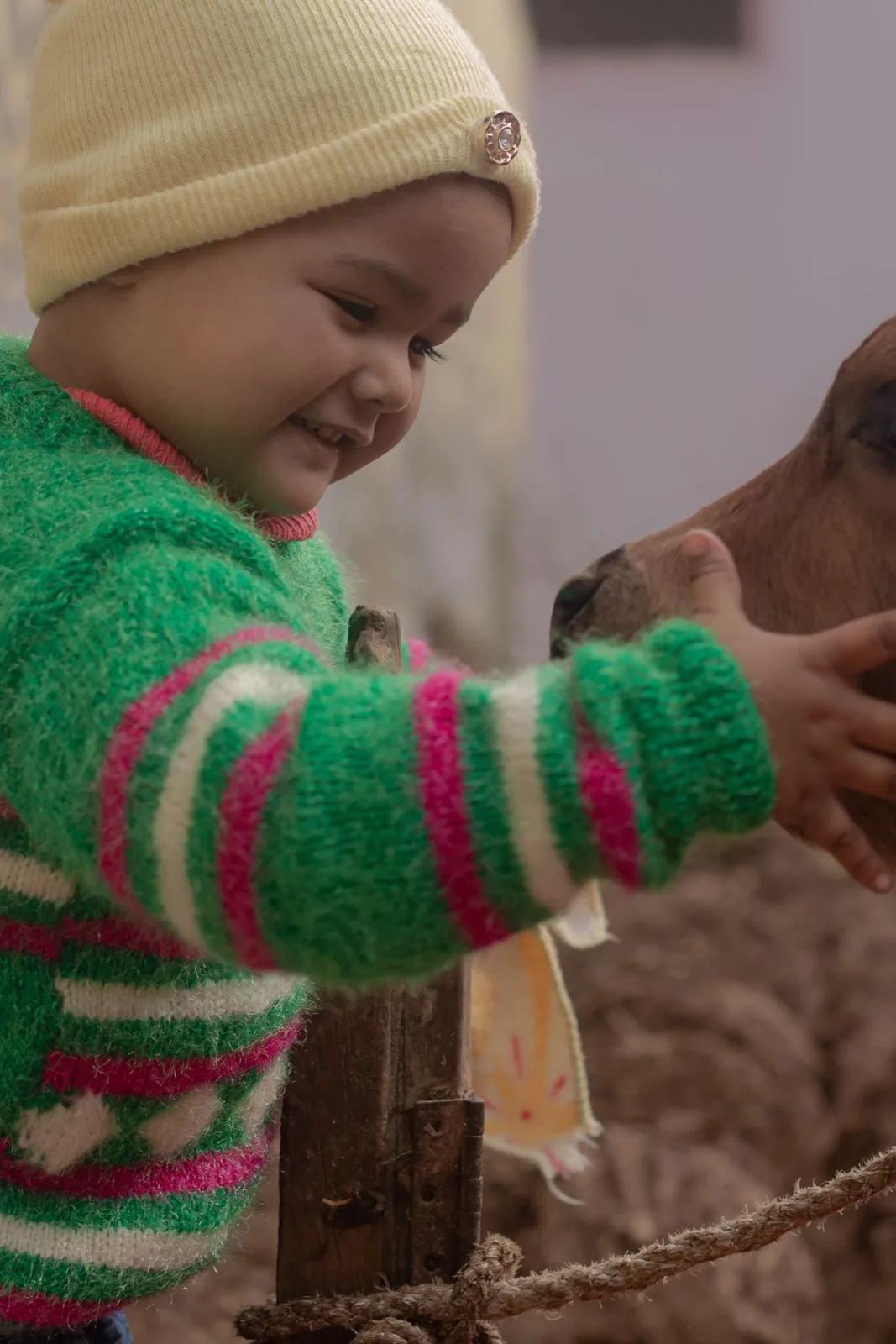 A young child in a winter outfit gently touches a calf at a farm.